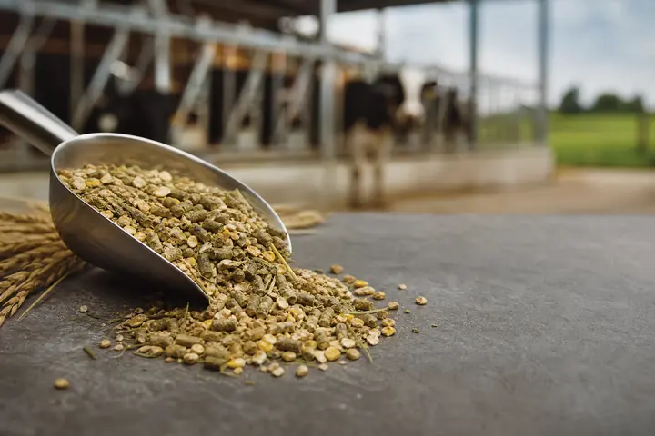 Cattle feed pellets and mash in a metal scoop